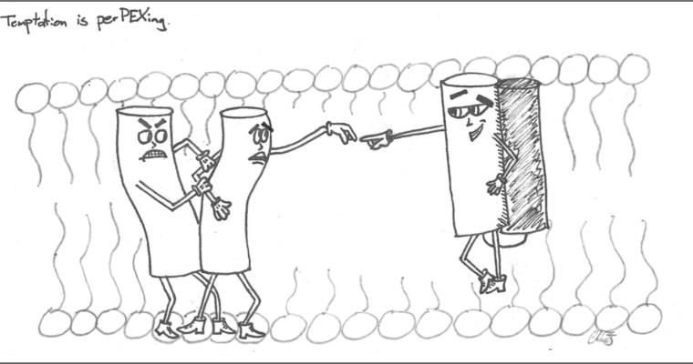 BIOCHEMISTRY CARTOON SERIES: ORGANELLE PROTEIN IMPORT CAN BE PER“PEX”ING